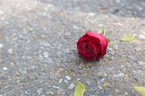 Rose On The Floor Stock Photo Image Of Heart Alone 65253614