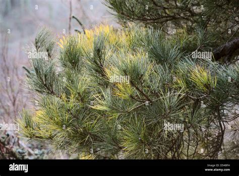 Dothistroma Needle Blight Also Called Red Band Needle Blight Caused By