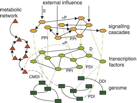 Single‐cell Pluripotency Regulatory Networks Stumpf 2016