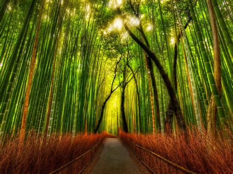 Bamboo Forest HD Wallpaper | PixelsTalk.Net