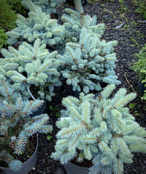Ель колючая Glauca Globosa Глаука Глобоза - купить