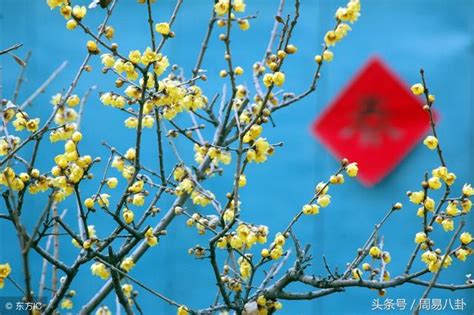 3大生肖2月運勢旺，大年30運更旺，立春到小年一天比一天旺 每日頭條