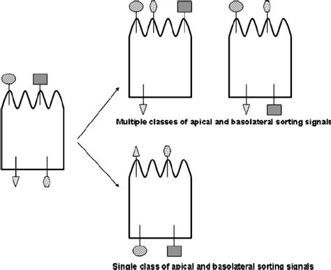A multiplicity of sorting signals permits epithelial cells to adapt ... 
