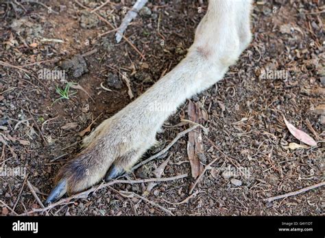 Kangaroo foot hi-res stock photography and images - Alamy