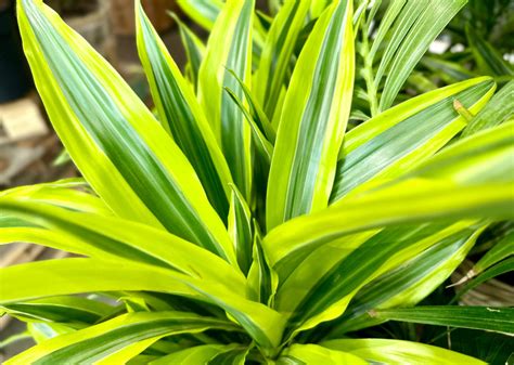 Dracaena Lemon Lime — The Garden Concept