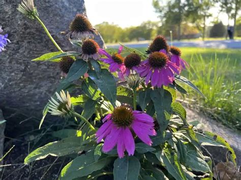 The Pollinator Habitat: What's Next? - FarmHer