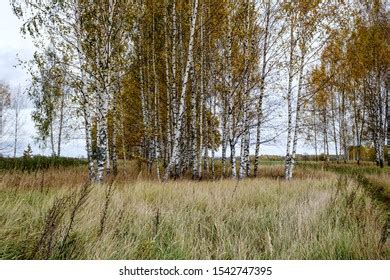 Naked Birches Images Stock Photos Vectors Shutterstock