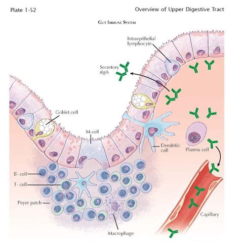 Immune Defenses Of The Digestive System Artofit