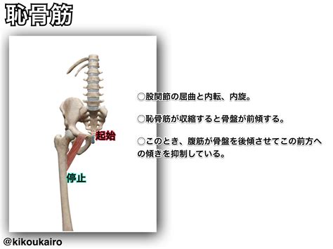 股関節を屈曲させる筋肉④恥骨筋（この筋の収縮は骨盤を前傾させる） きこうカイロ施術院