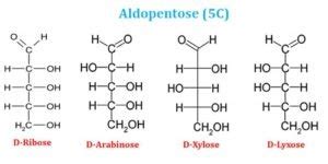 Monosaccharides Short Lecture Notes | EasyBiologyClass