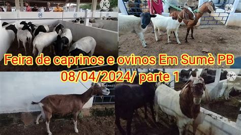 Feira De Caprinos E Ovinos Em Sum Pb Parte Youtube