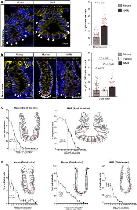 Adult Stem Cell Activity In Naked Mole Rats For Long Term Tissue Maintenance Nature
