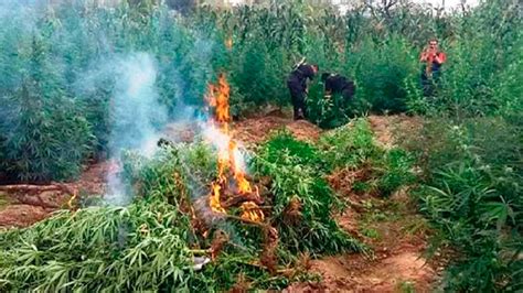 Áncash incineran 2 250 plantones de marihuana en Sihuas