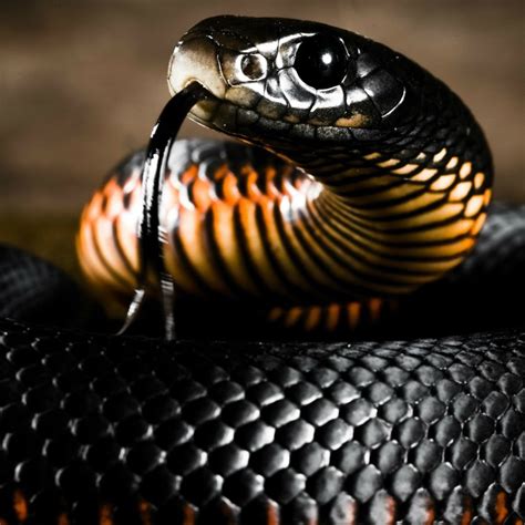 Black Mamba Pfp