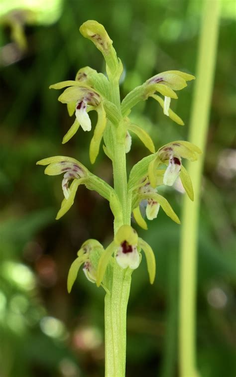 Northern Coralroot From Parco Naturale Adamello Brenta Trento Italy On