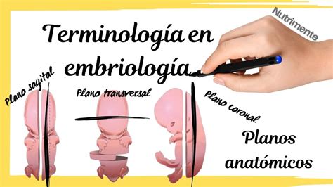 TERMINOLOGÍA en EMBRIOLOGÍA Plano sagital coronal y transversal