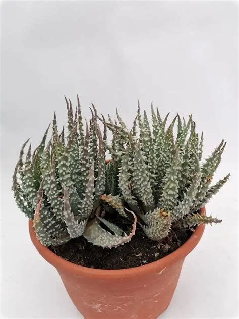 Aloe Humilis X Pratensis Siracactus Possibilit Di Spedizione Economica