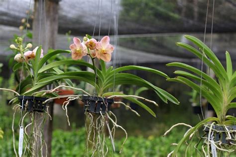 Orchidee Con Le Radici Secche Che Cosa Fare Ilbustese It