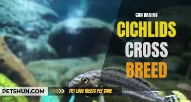 How To Determine The Sex Of Electric Blue Acara Cichlids Expert Tips