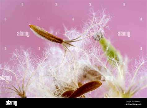 Common Valerian Seat Close Up Valeriana Officinalis Arznei