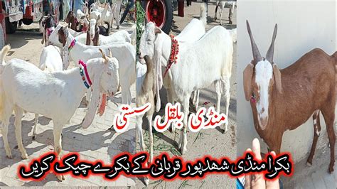 BAKRA MANDI SHAHDADPUR BAKRA EID 2024 KA RATE BOHAT MONSAB LATEST