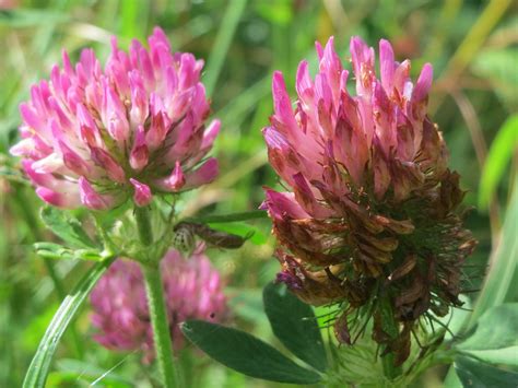 Trifolium Pratense Wiesen Klee Trifolium Pratense An Der Flickr