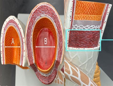 Practical Blood Vessel Anatomy Diagram Quizlet