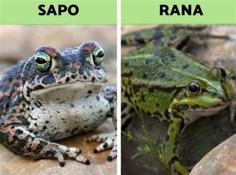 Diferencia Entre Sapo Y Rana