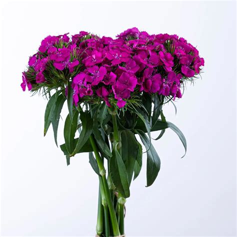 Dianthus Sweet Neon Purple Dianthus Week