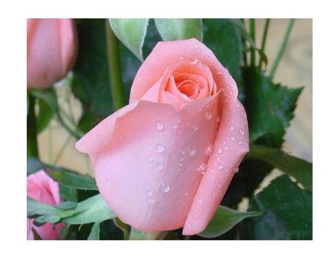 2017 Flower Seed Rose Seeds Pink Rose Seeds Garden Plants Seeds From ...