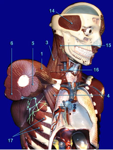 Anterior Lateral Diagram Quizlet