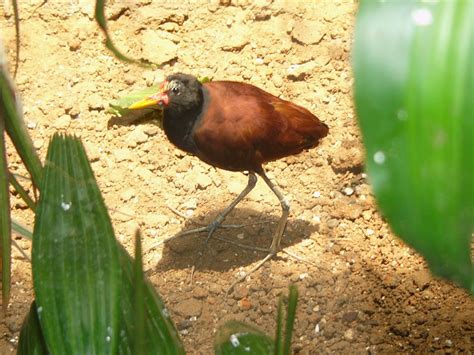 The Online Zoo Wattled Jacana