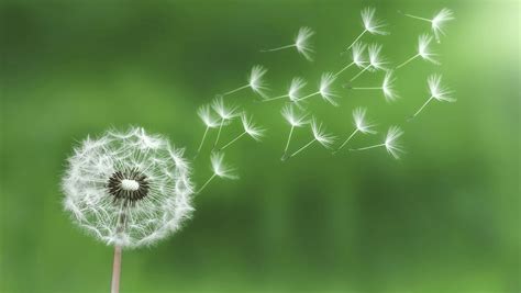 Dandelion Adaptations in Windy Conditions for Seed Dispersal ...