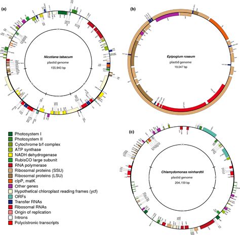 Strategies For Complete Plastid Genome Sequencing Twyford 2017