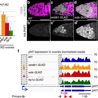 Schematic Summary Of Discrete Facultative Heterochromatin Island