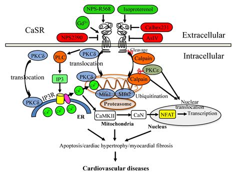 Cells Free Full Text Calcium Sensing Receptor Casr Mediated