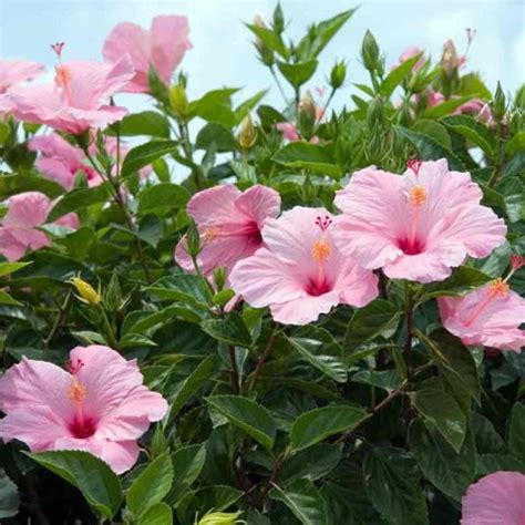 Jardinerie BONCAP Althéa