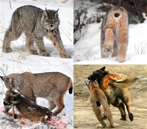 vsvsvs lynx