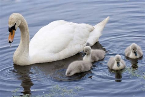 What Do Swans Eat? (Diet & Facts)