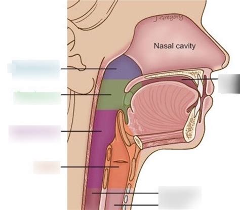 Pharynx Larynx Anatomy Diagram Quizlet | Sexiz Pix