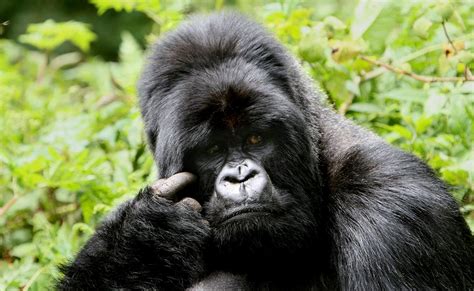 uganda culture  people    naterow africa safaris