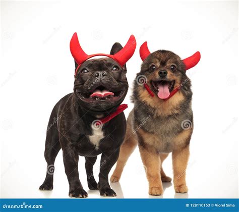 Couple Of Cute Devil Dogs Celebrating Halloween Together Stock Image