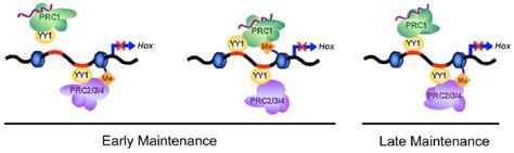 Model Of PcG Complex Assembly At Hox Target Loci Nucleosomes And