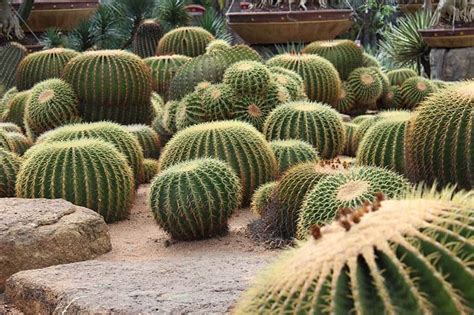 25 Beautiful Cactus Garden Ideas Trees