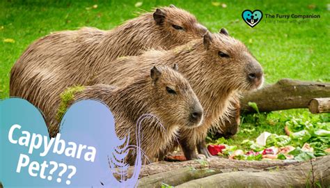 Ultimate Guide On Understanding Capybara Pet | The Furry Companion