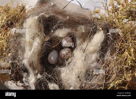 Chickadee nest with eggs in it Stock Photo - Alamy