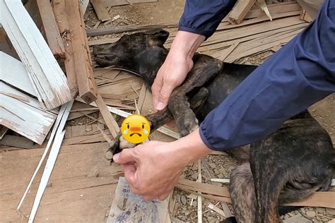 3浪犬遭困陷阱1死2重傷 民眾暗夜聽慘叫：好像怨靈在怒吼 寵毛網 Nownews今日新聞