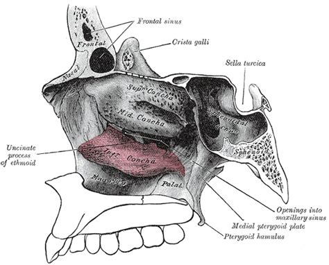 All About Revision Rhinoplasty - Nasal Anatomy & Function