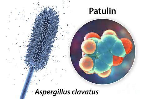 Aspergillus Clavatus Mould Fungi And Molecule Of Patulin Toxin By