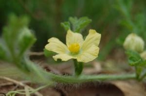 Watermelon Plant Care Guide | Auntie Dogma's Garden Spot